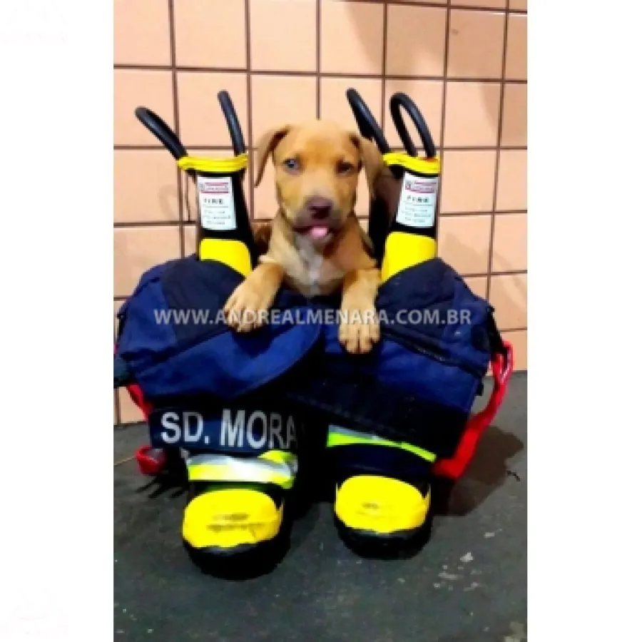 MASCOTE DO CORPO DE BOMBEIROS DE MARINGÁ DESAPARECE E DEIXA MILITARES ANGUSTIADOS.