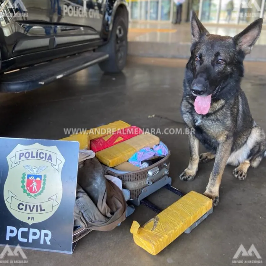 Cão farejador vai treinar no Terminal Rodoviário e acaba localizando tabletes de maconha