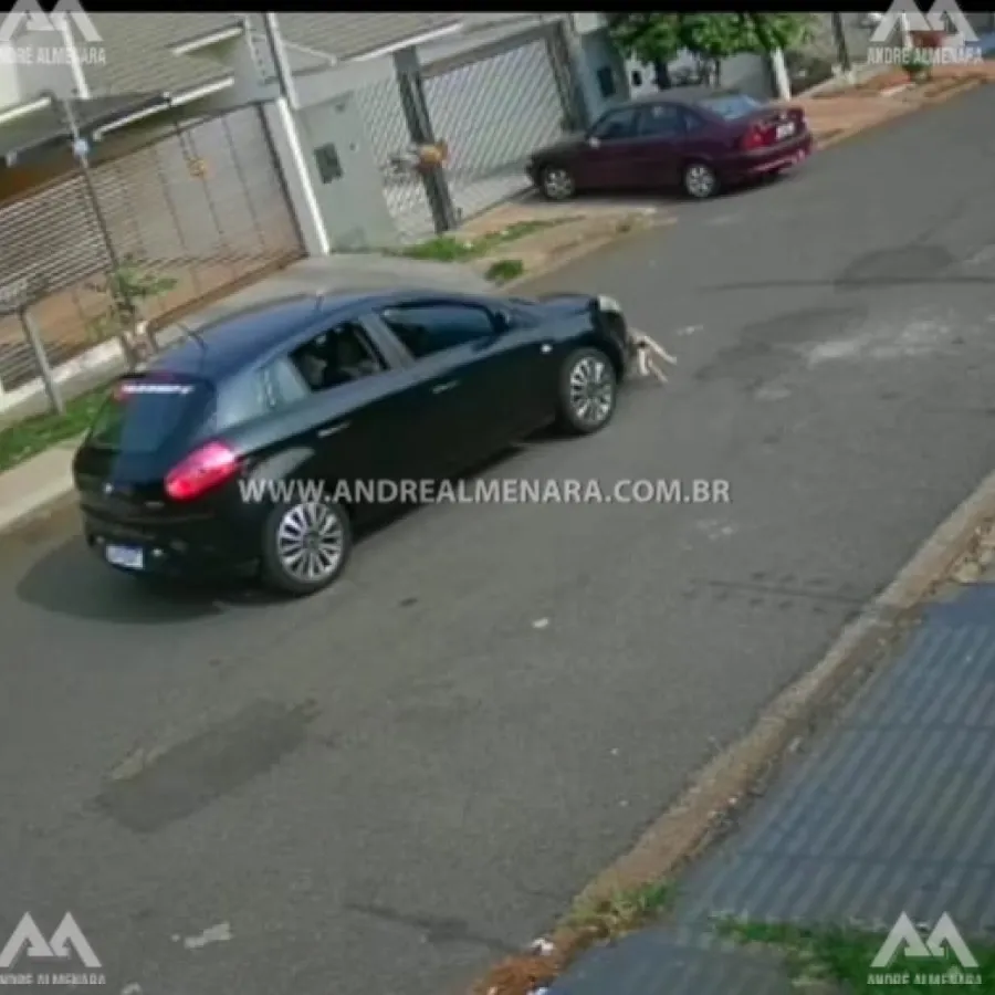 Motorista foge após atropelar e matar cachorro em Maringá.