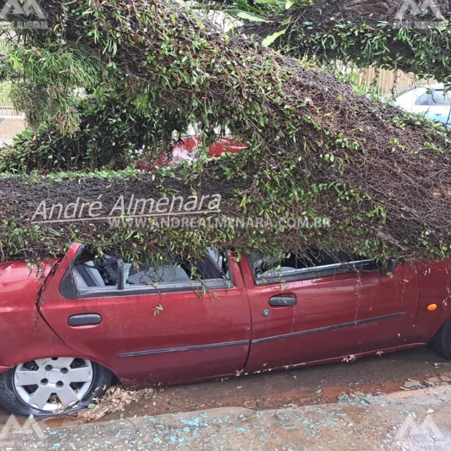 Carro destruído por árvore é furtado em Maringá