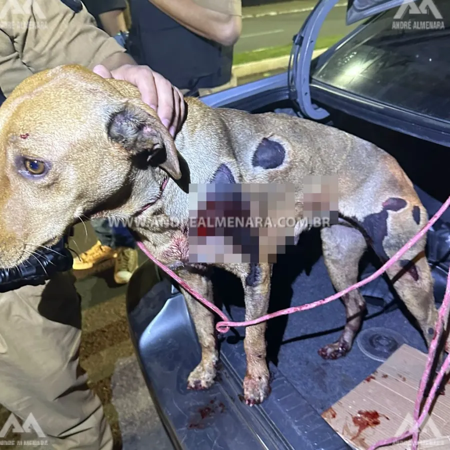 Animal é resgatado pela Polícia Militar após ser arrastado por carro em Maringá