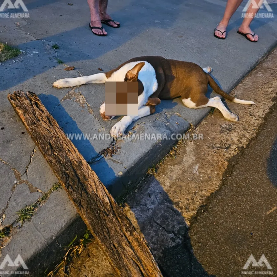 Cachorro é morto com paulada na cabeça após provocar acidente em Maringá