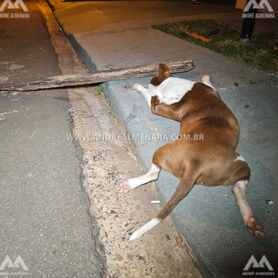 Cachorro é morto com paulada na cabeça após provocar acidente em Maringá