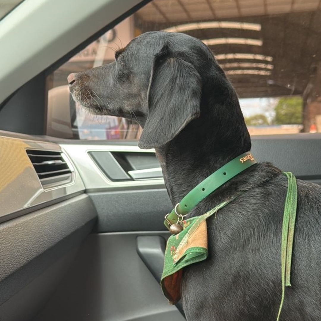 Cachorrinha que desapareceu após acidente trágico em Maringá é encontrada 22 dias depois 