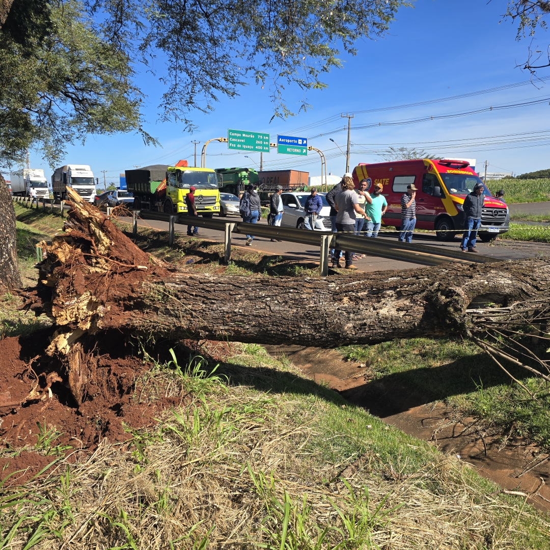 Árvore cai sobre carro e mata motorista na rodovia PR-317, em Maringá