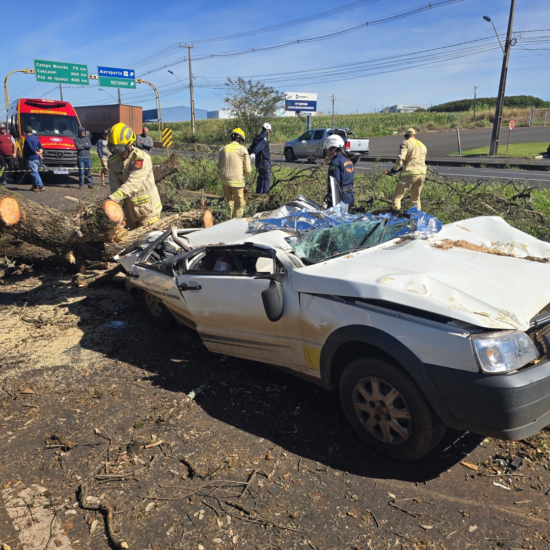 Árvore cai sobre carro e mata motorista na rodovia PR-317, em Maringá