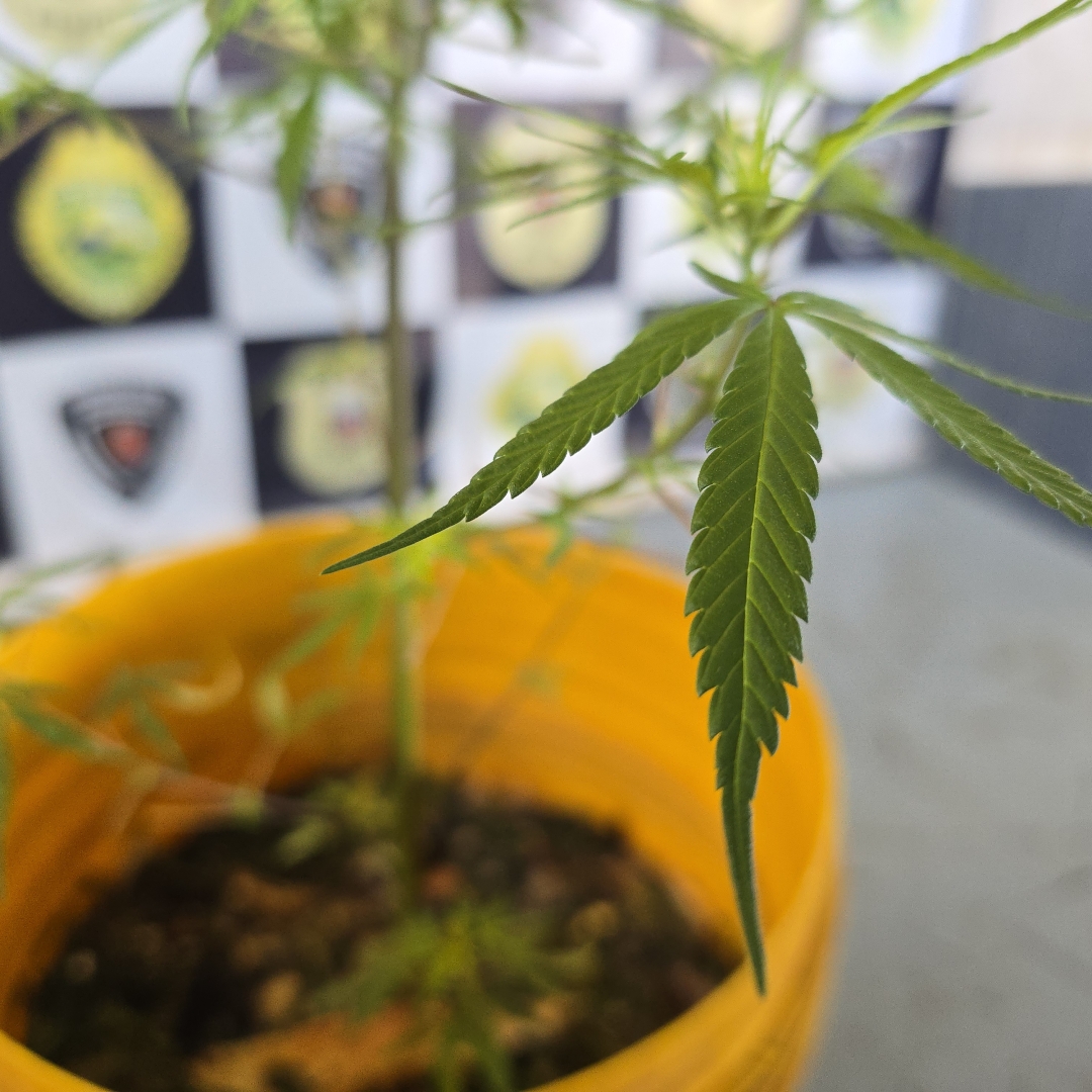 PM vai atender ocorrência de violência doméstica e acaba encontrando pé de maconha