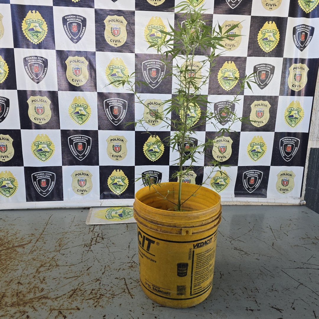 PM vai atender ocorrência de violência doméstica e acaba encontrando pé de maconha