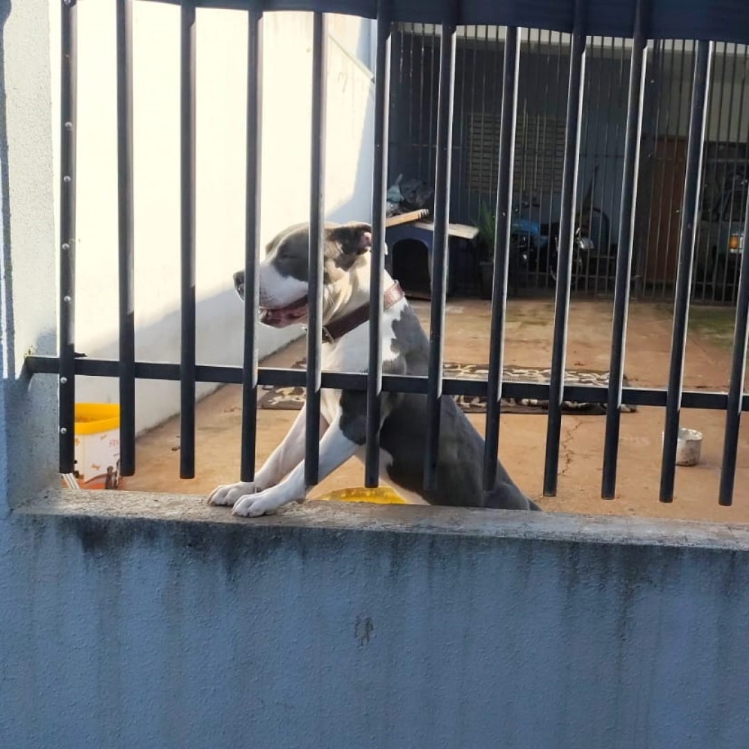 Mulher sofre ferimentos graves ao ser atacada por cachorro da raça pit bull em Sarandi