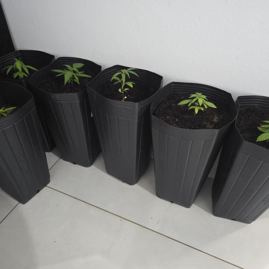Estufas de maconha são descobertas durante cumprimento de mandado de busca em Maringá