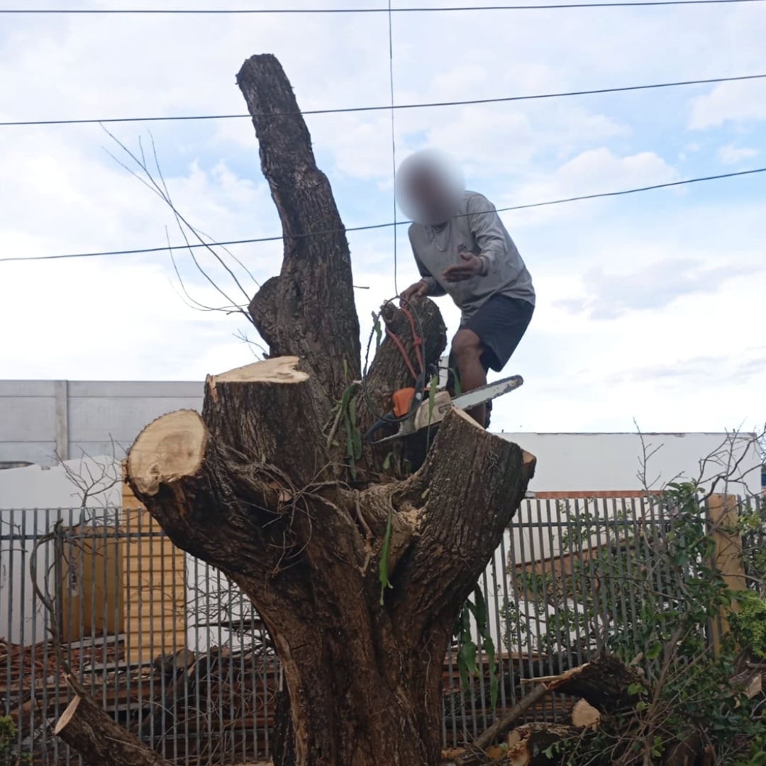 Homem é preso duas vezes no mesmo dia cortando árvore sem documentação