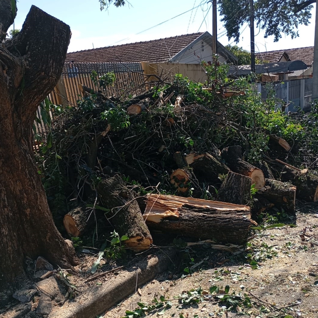 Homem é preso duas vezes no mesmo dia cortando árvore sem documentação