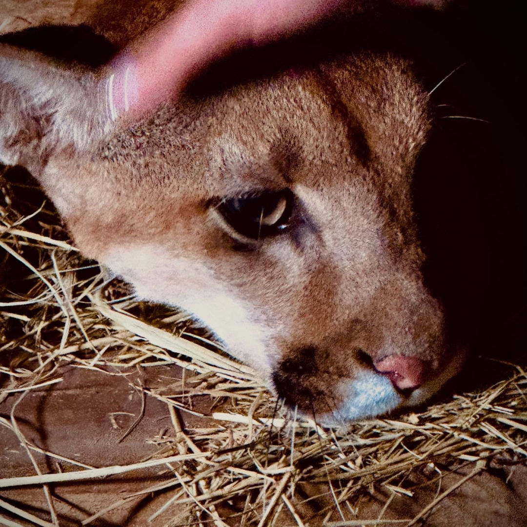 Onça-Parda é capturada após dar um rolê pela cidade de Paiçandu