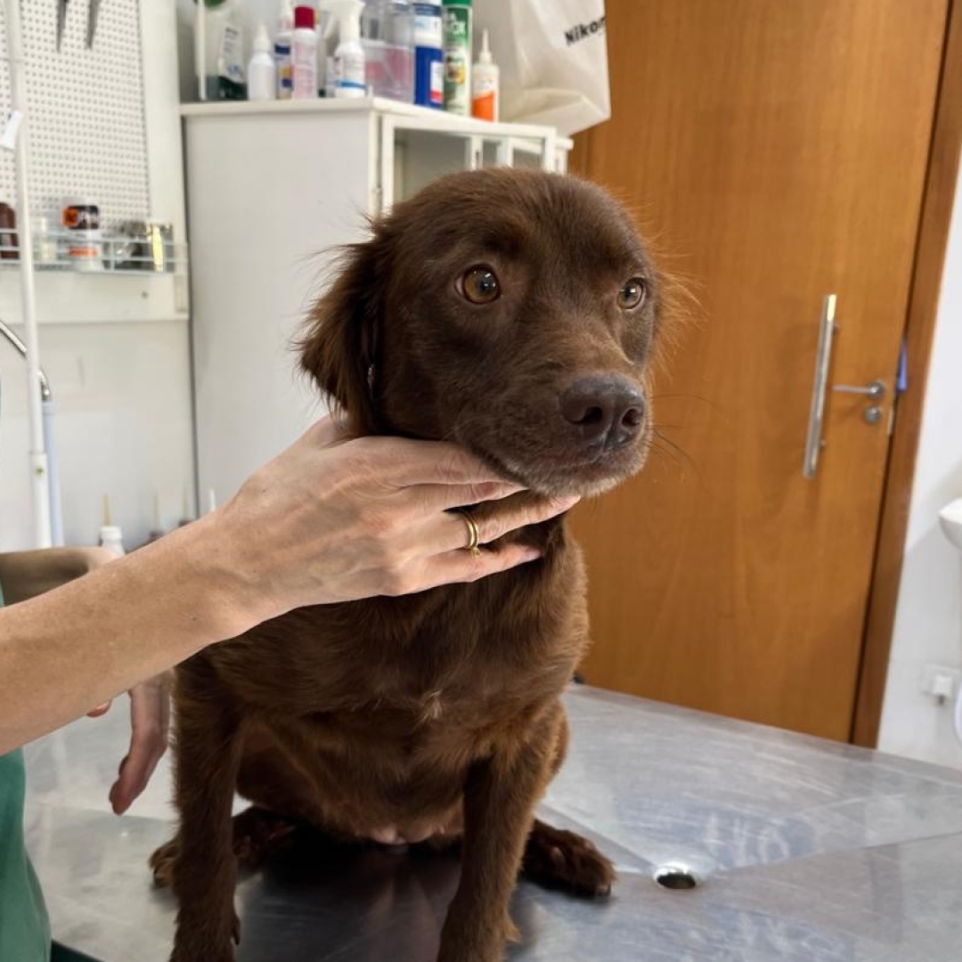 Homem que espancava cachorros é preso pela Guarda Municipal de Maringá