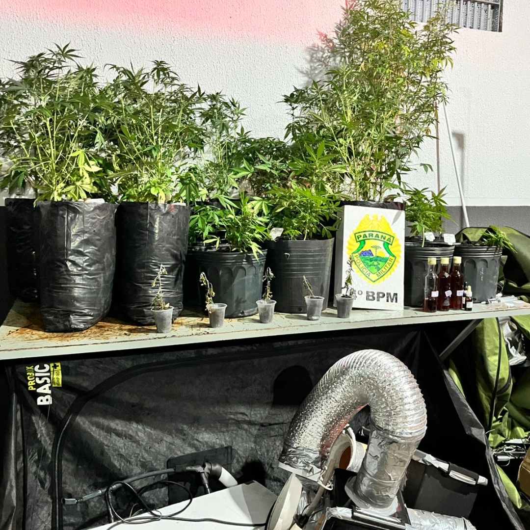 Pés de maconha são apreendidos em sala comercial no centro de Maringá