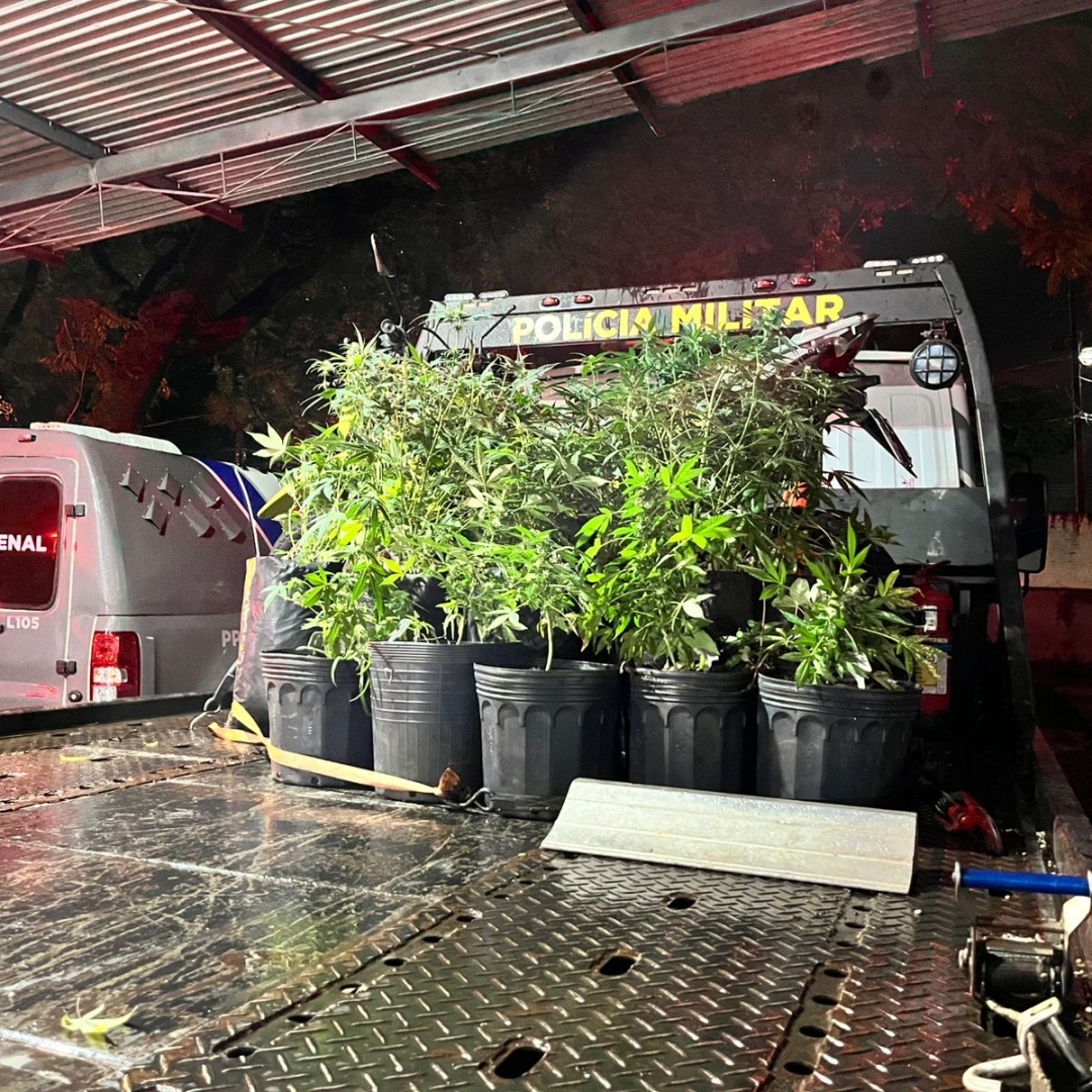 Pés de maconha são apreendidos em sala comercial no centro de Maringá
