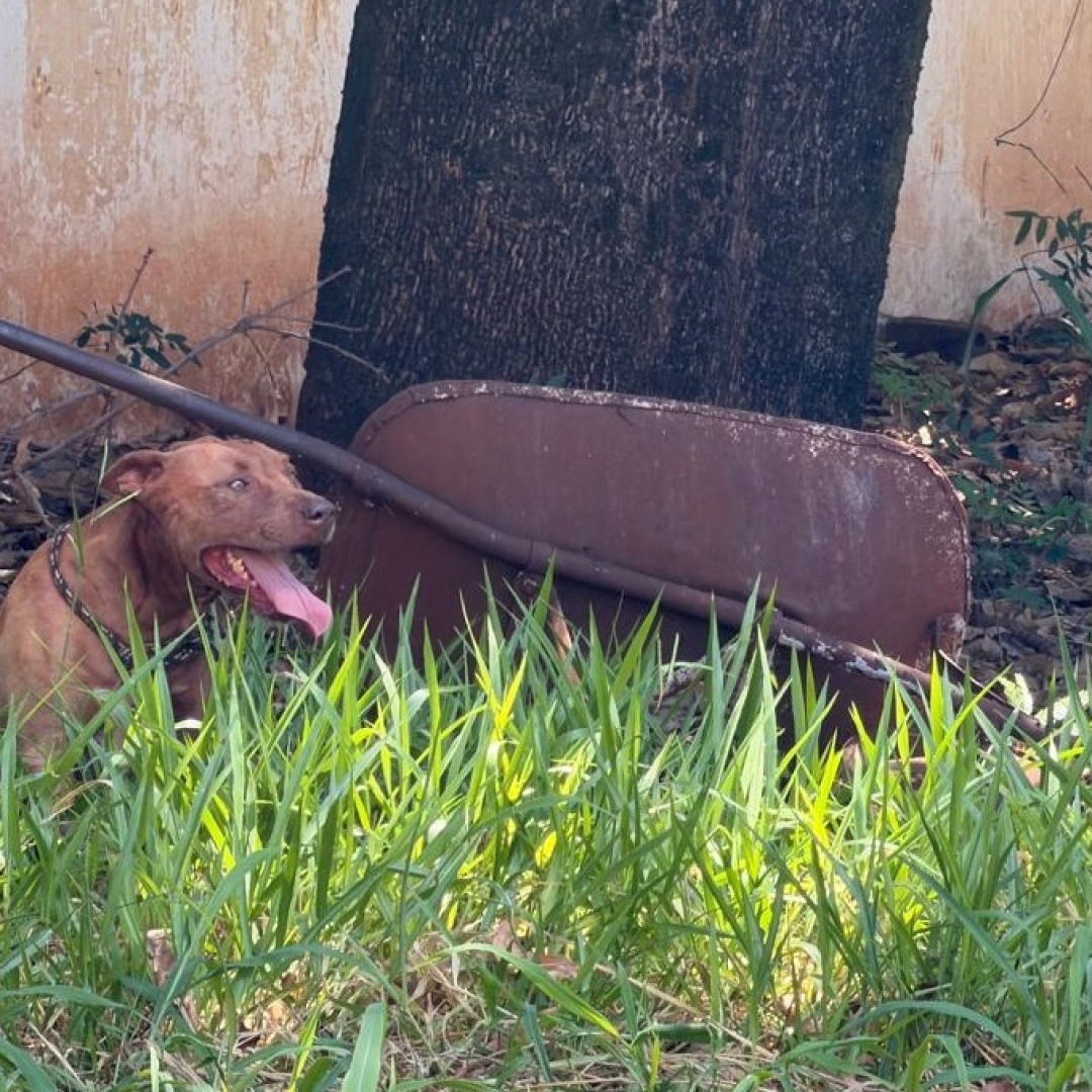 Idoso de 80 anos fica gravemente ferido após ser atacado por cães da raça pitbull