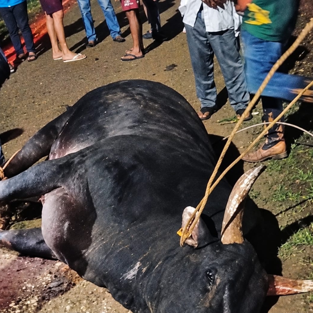Moradora de Maringá morre após ataque de touro durante visita a Barbosa Ferraz