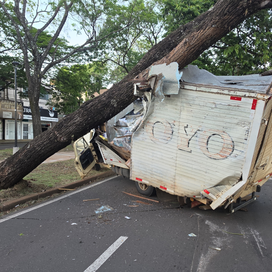 Árvore derruba fiação, deixa avenida no escuro e provoca acidente com F-4000 em Maringá