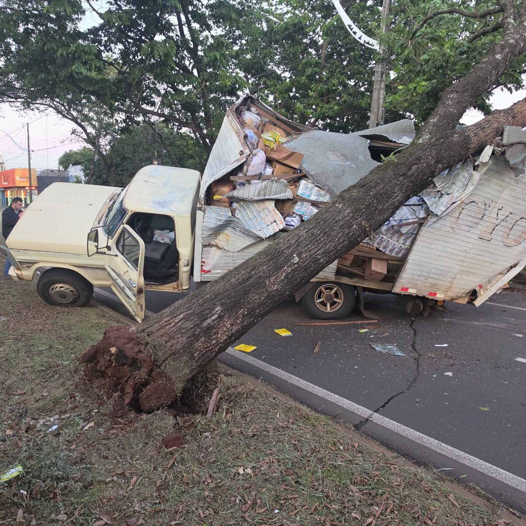 Árvore derruba fiação, deixa avenida no escuro e provoca acidente com F-4000 em Maringá