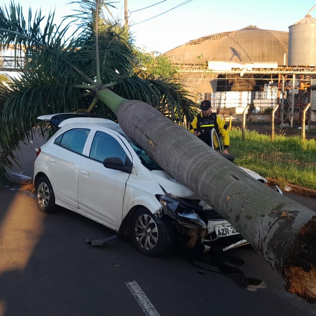 Veículo derruba palmeira após forte batida e motorista desaparece em Maringá