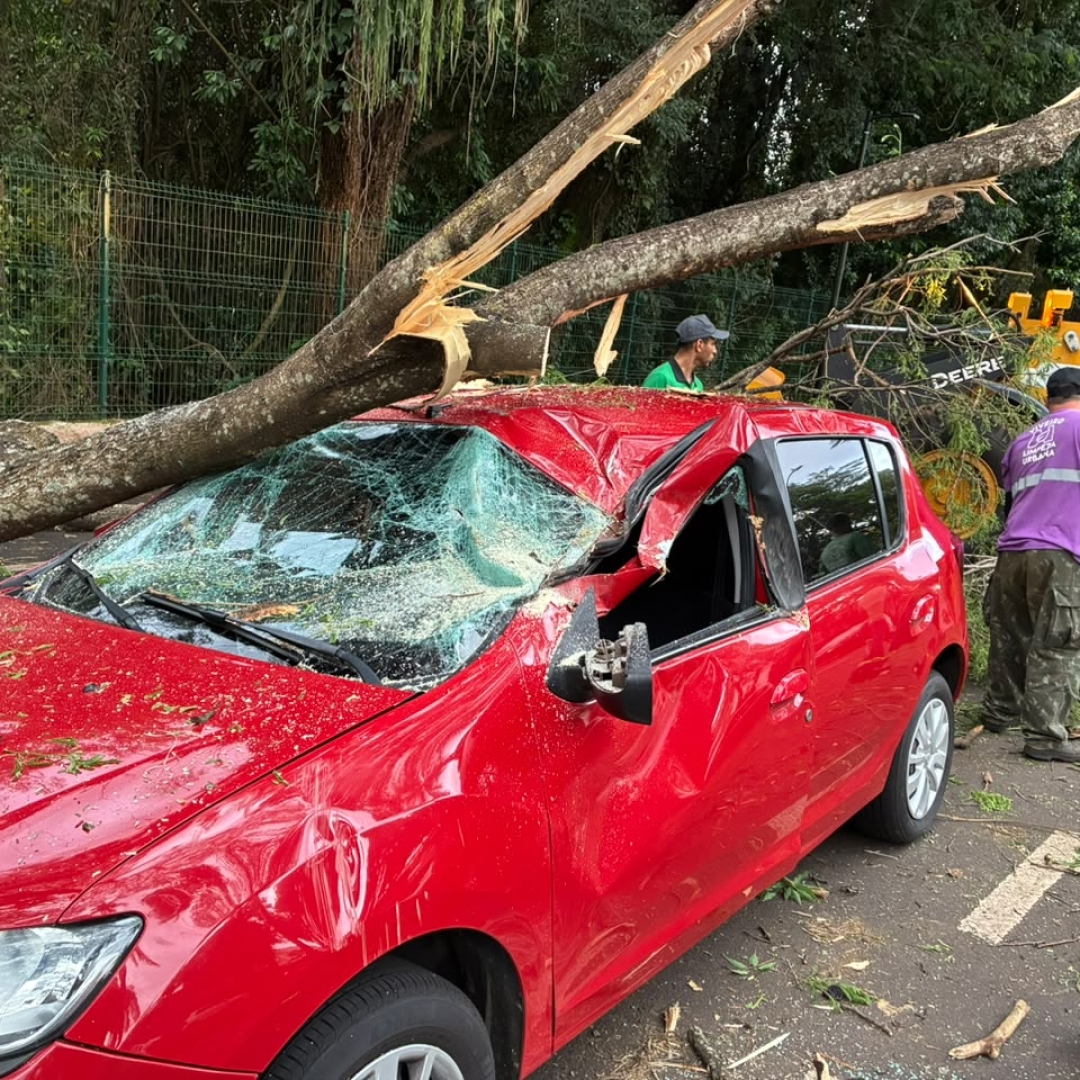 Galho de grande porte destrói parte de carro próximo ao Parque do Ingá