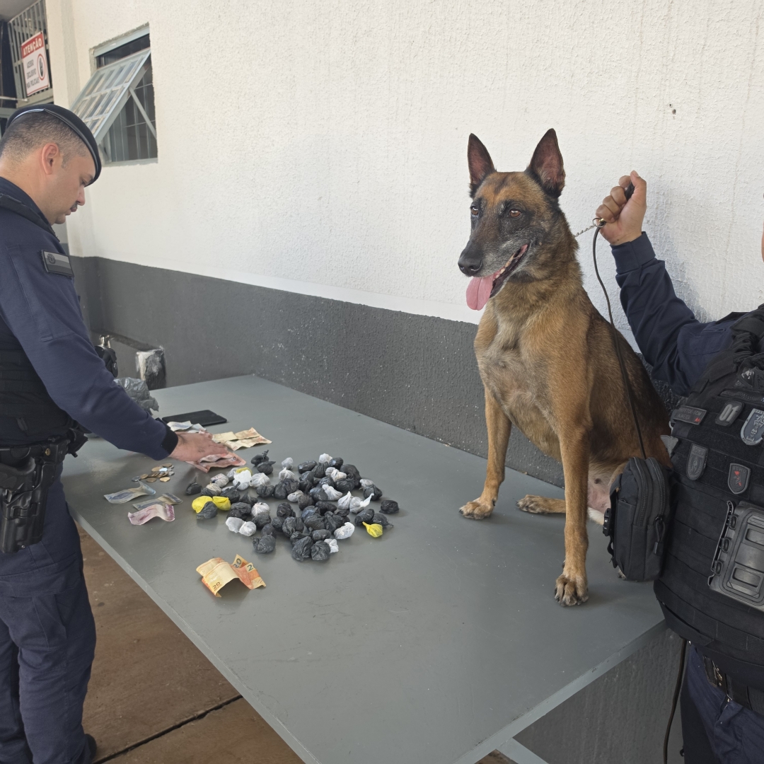 Cão farejador encontra droga escondida em forro e ROMU prende três em Maringá