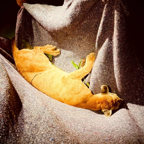 Onça-Parda é capturada após dar um rolê pela cidade de Paiçandu