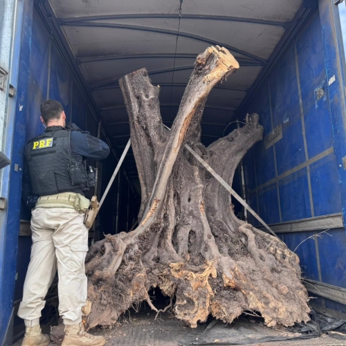 PRF apreende oliveiras centenárias da Argentina dentro de carreta em Maringá