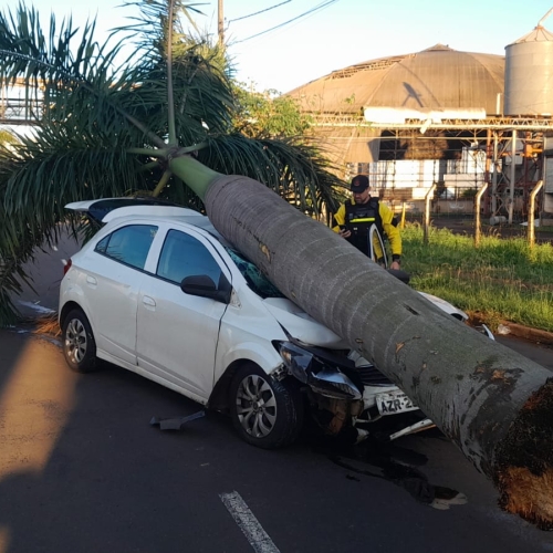 Veículo derruba palmeira após forte batida e motorista desaparece em Maringá