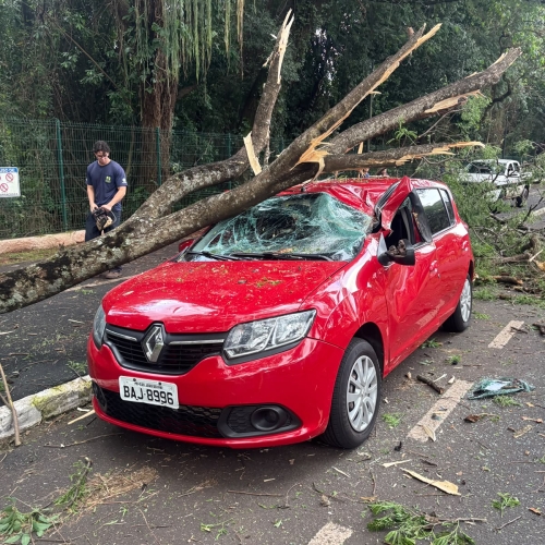 Galho de grande porte destrói parte de carro próximo ao Parque do Ingá