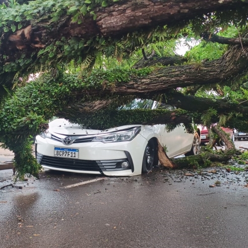 Após anos de pedidos à prefeitura, árvore cai sobre automóvel na Avenida São Judas Tadeu