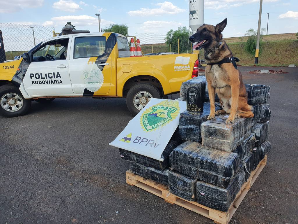 Mais de meia tonelada de maconha é apreendida em Floresta