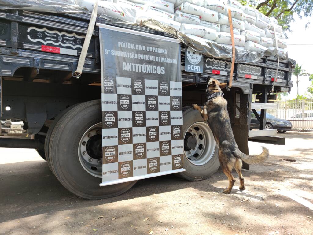 Delegacia Antitóxico apreende mais de 3 toneladas de maconha em Maringá