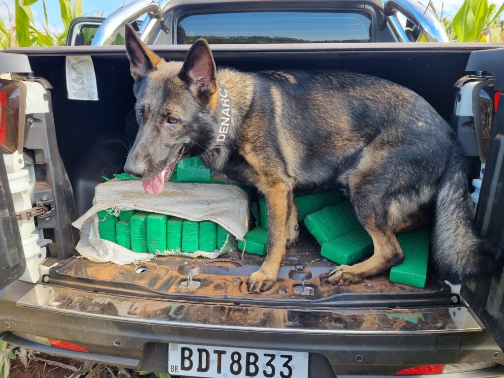 Droga que seria entregue em Maringá é interceptada pela Denarc