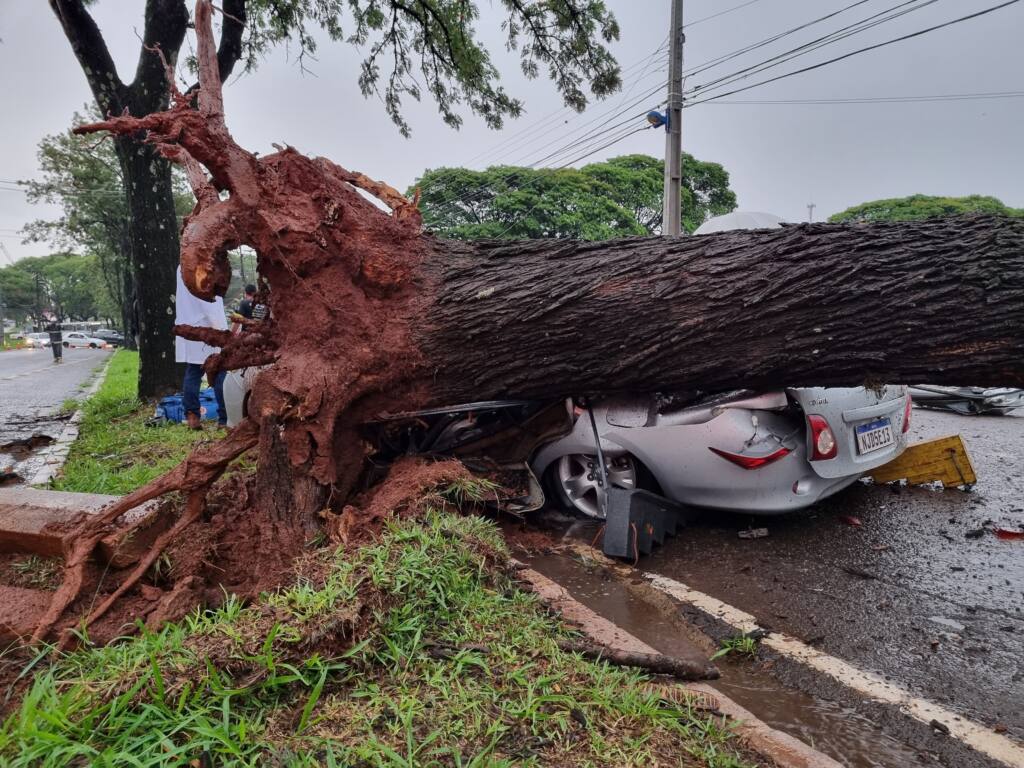 Árvore cai e esmaga carro na Avenida Paranavaí em Maringá