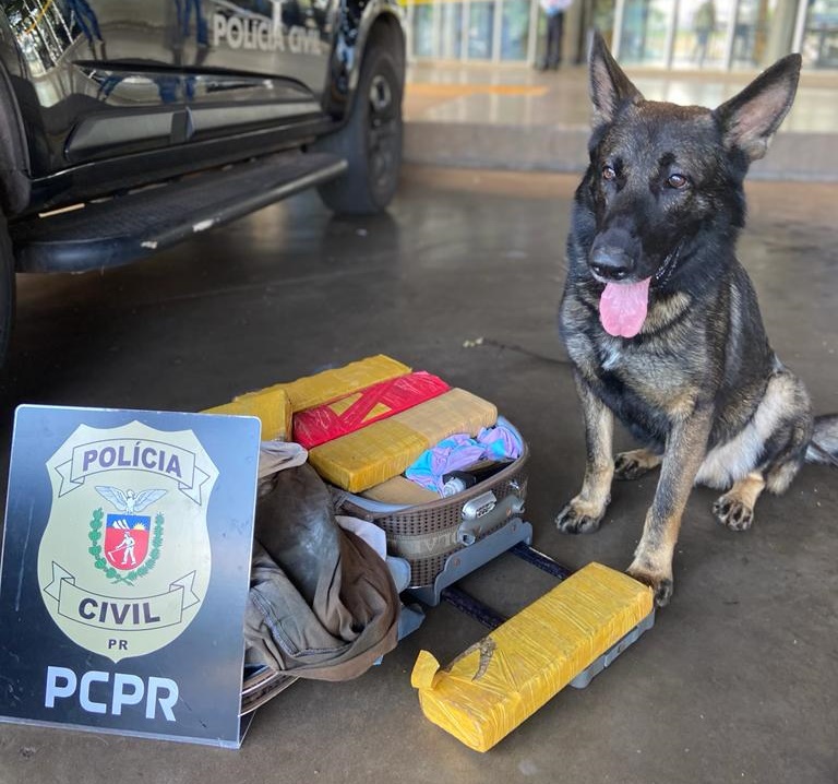 Cão farejador vai treinar no Terminal Rodoviário e acaba localizando tabletes de maconha