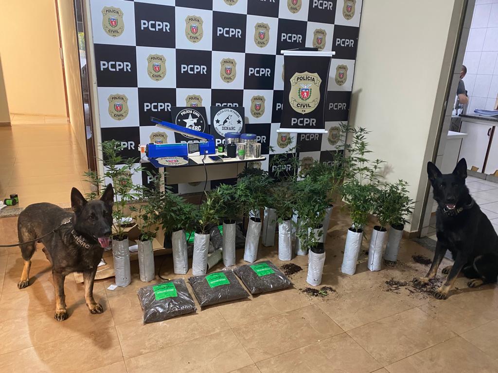 Casal preso em Maringá cultivava maconha em estufa no Jardim Botânico