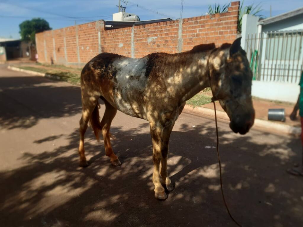 Polícia Civil de Sarandi procura por homem que ateou fogo em terreno que atingiu cavalo