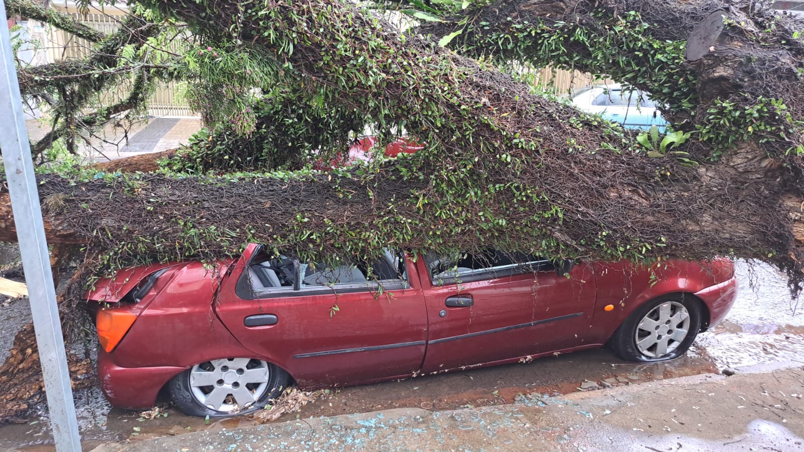 Carro destruído por árvore é furtado em Maringá