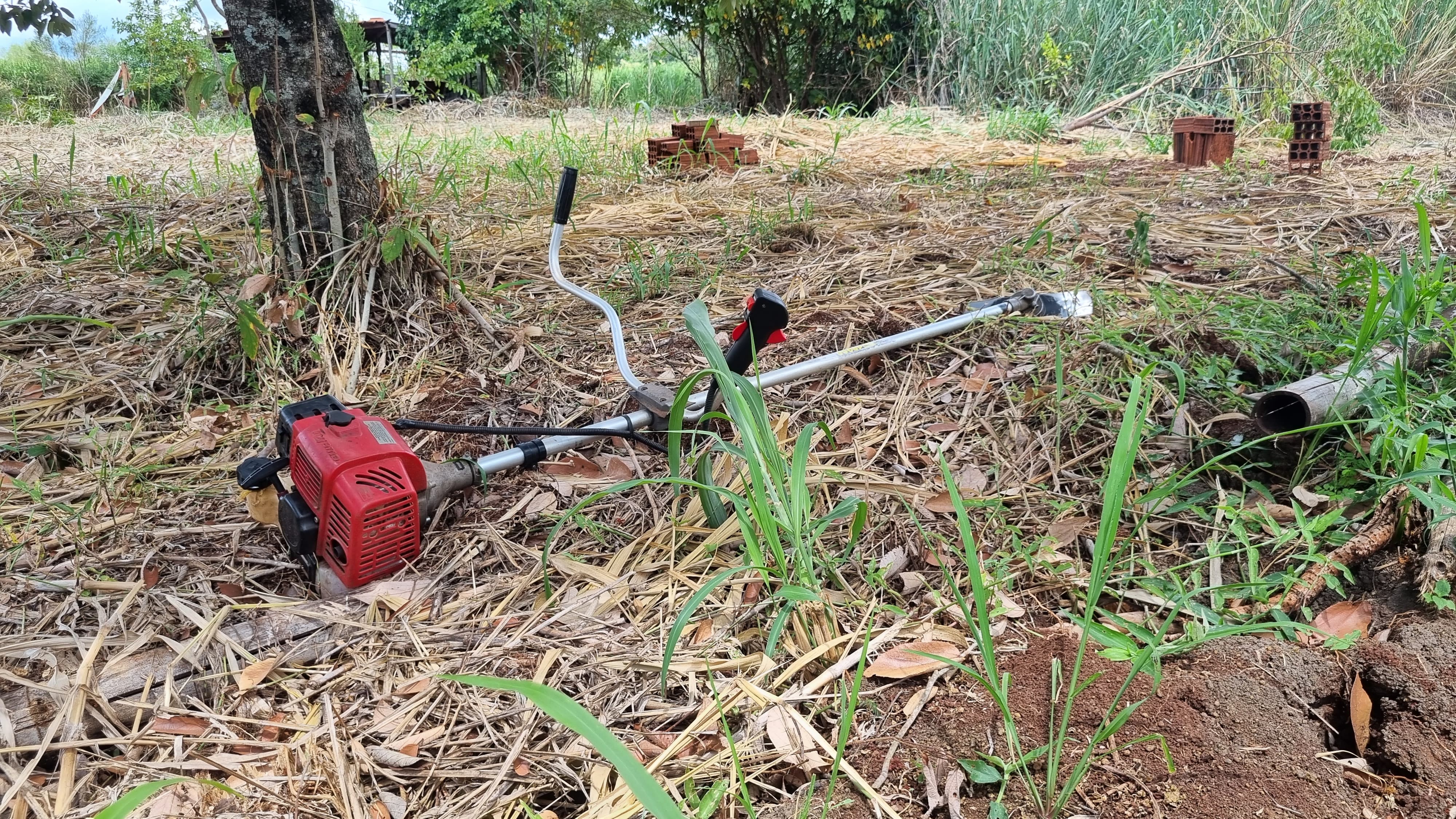 Idoso de 79 anos morre após ser atacado por abelhas durante roçada em Marialva