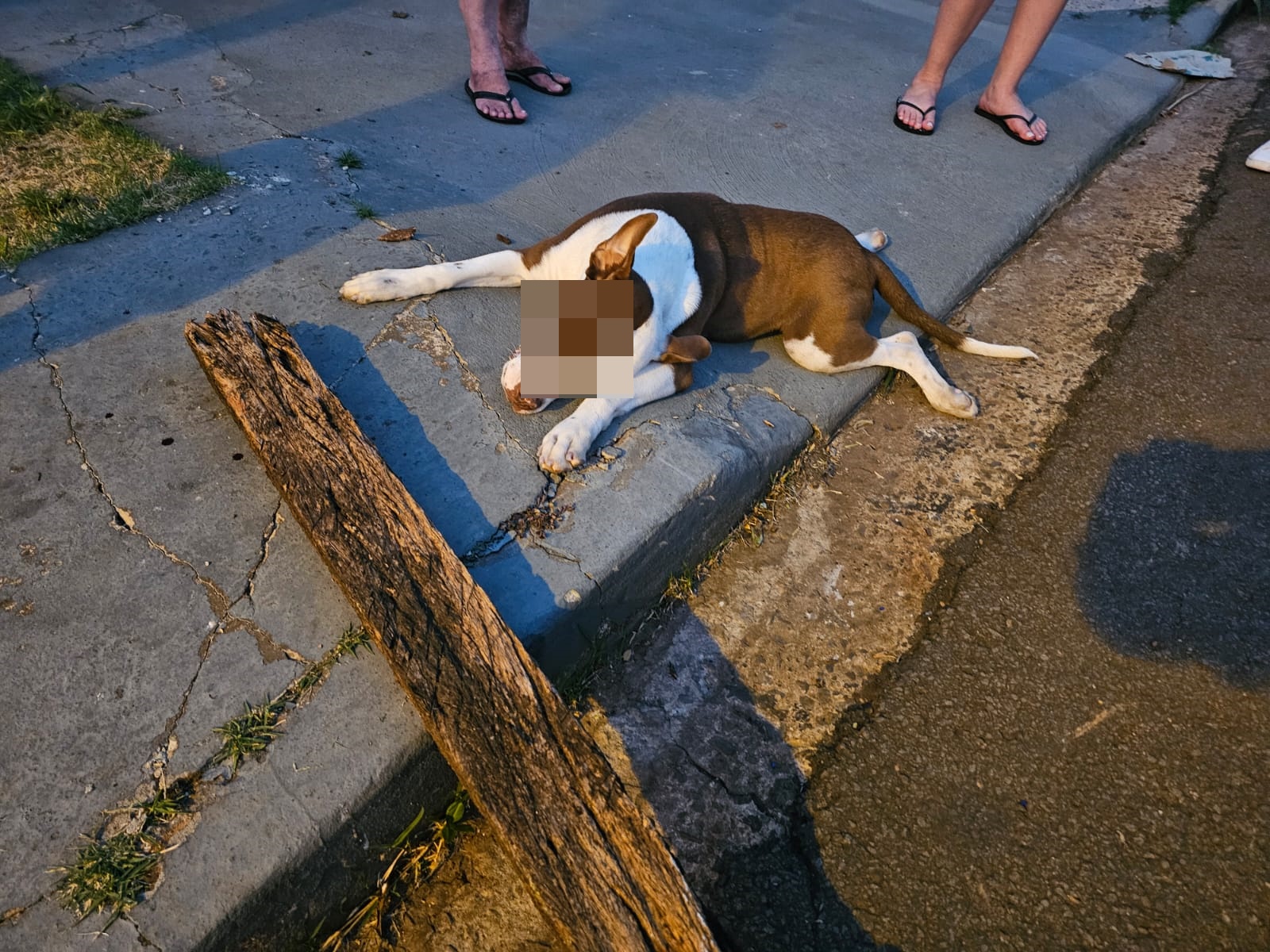 Cachorro é morto com paulada na cabeça após provocar acidente em Maringá